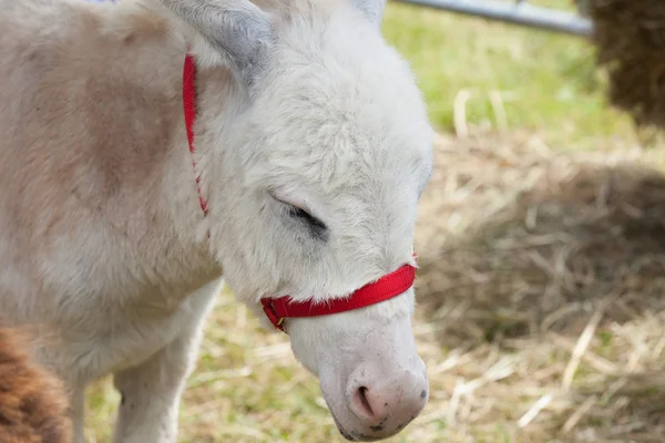 Burro. — Foto de Stock