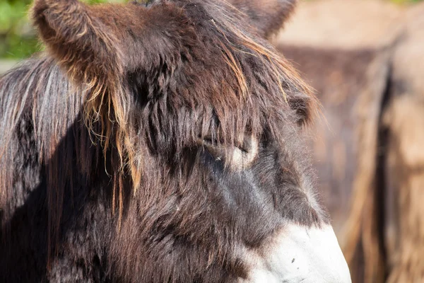 Esel — Stockfoto