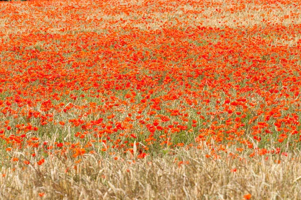 Coquelicots — Photo