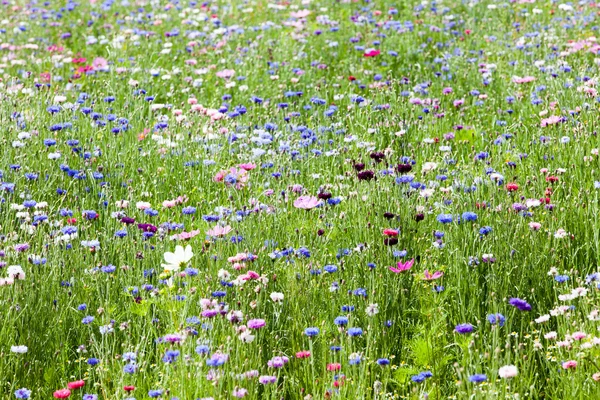 Flower meadow — Stock Photo, Image