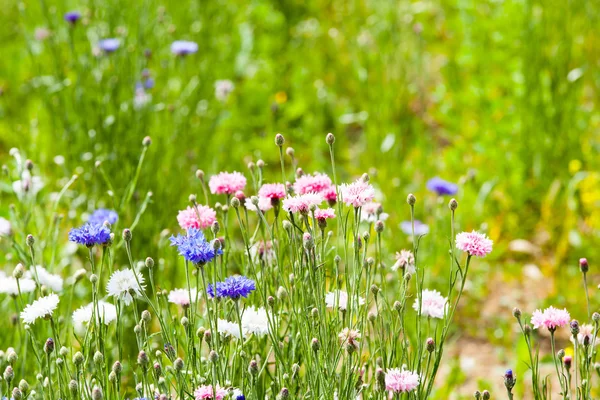 Virág meadow — Stock Fotó