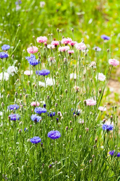 Pradera de flores —  Fotos de Stock