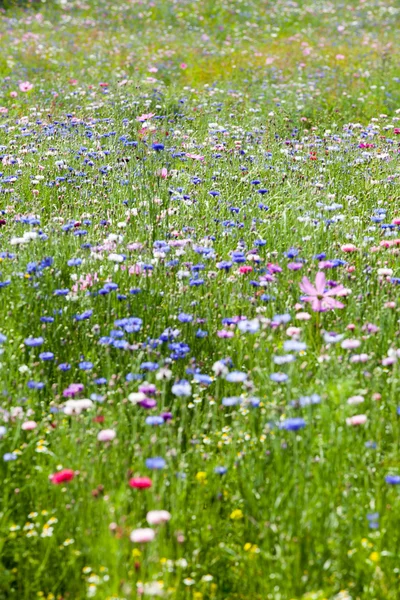 Prado de flores — Fotografia de Stock