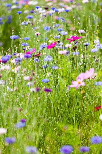 Blomma äng — Stockfoto