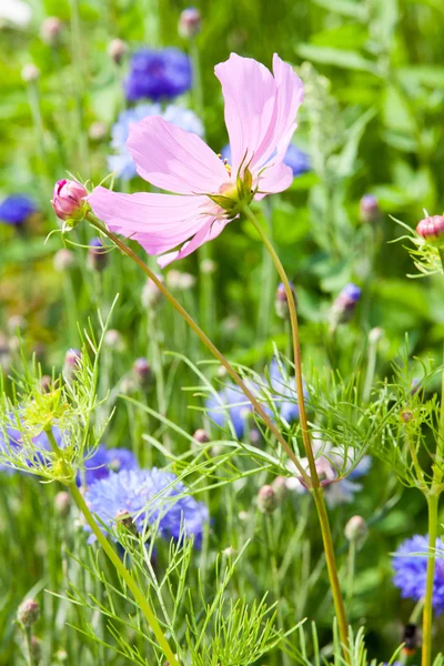 Kwiat łąka — Zdjęcie stockowe