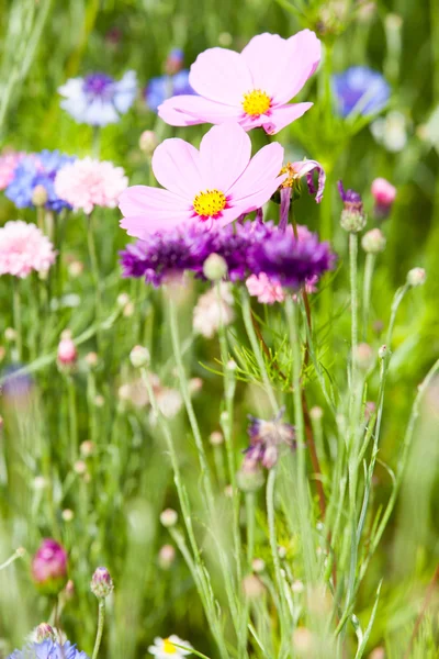 Blumenwiese — Stockfoto