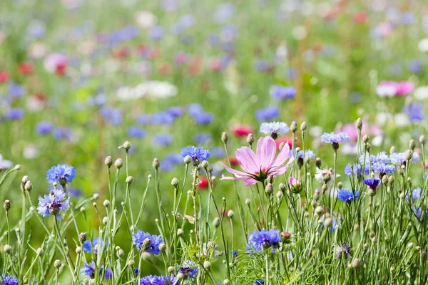 Blomma äng — Stockfoto