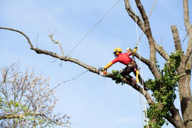 Elektrikli testereyle ağaç kesen bir ağaççı. 