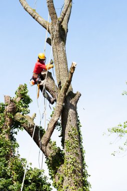 Elektrikli testereyle ağaç kesen bir ağaççı. 