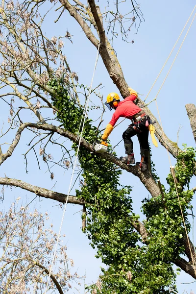 Arborysta ścinający drzewo piłą łańcuchową — Zdjęcie stockowe