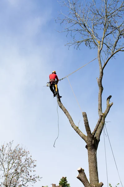 Elektrikli testereyle ağaç kesen bir ağaççı. — Stok fotoğraf