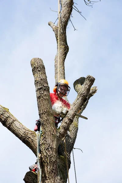 Arborysta ścinający drzewo piłą łańcuchową — Zdjęcie stockowe