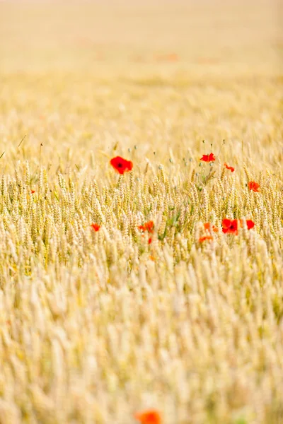 Poppies in a field — Stock Photo, Image