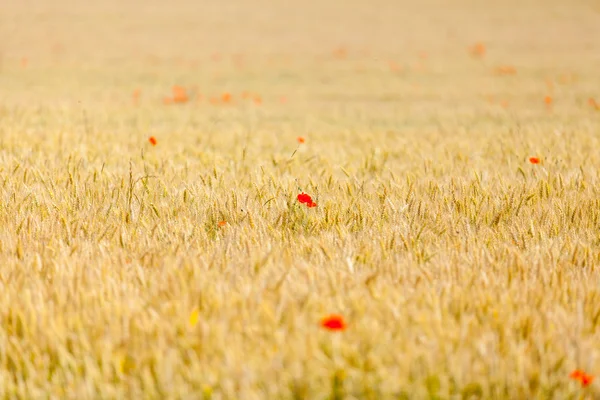 Poppies in a field — Stock Photo, Image