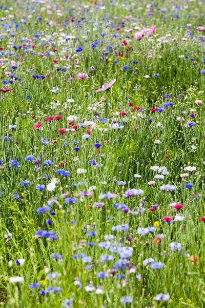 Blumenwiese — Stockfoto