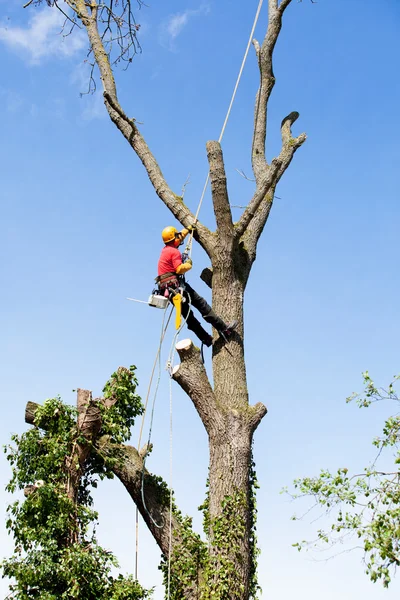 Un arborista cortando un árbol con una motosierra — Foto de Stock
