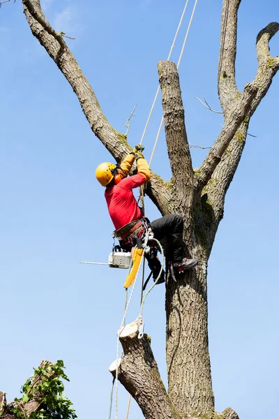 Een boomgaard die een boom zaagt met een kettingzaag — Stockfoto