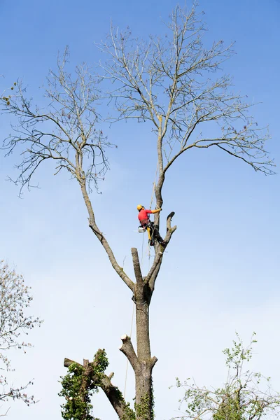 Um arborista cortando uma árvore com uma motosserra — Fotografia de Stock