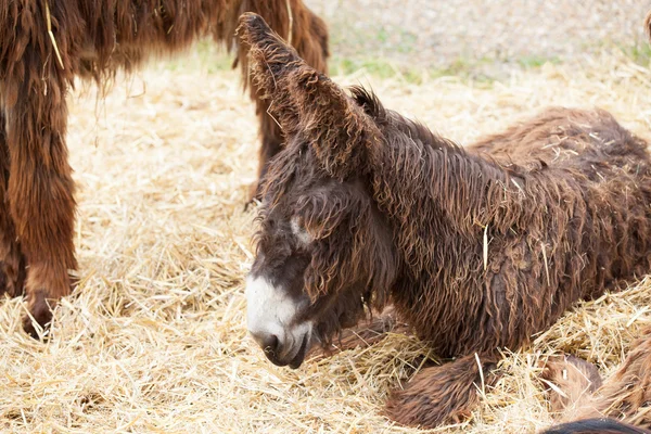 Niedlicher Esel — Stockfoto