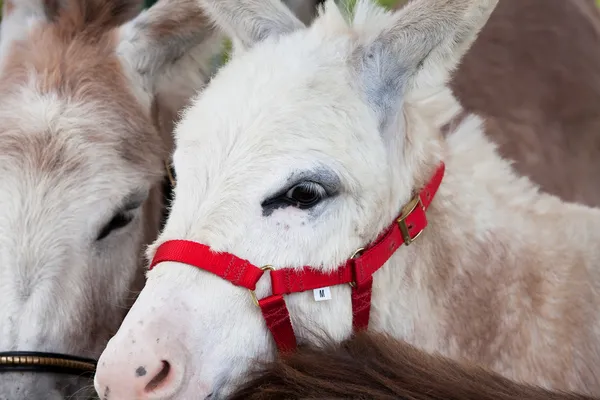 Schattig ezel — Stockfoto