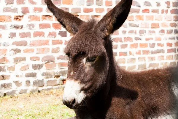 Bonito burro — Foto de Stock