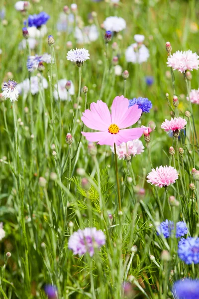 Blomma äng — Stockfoto