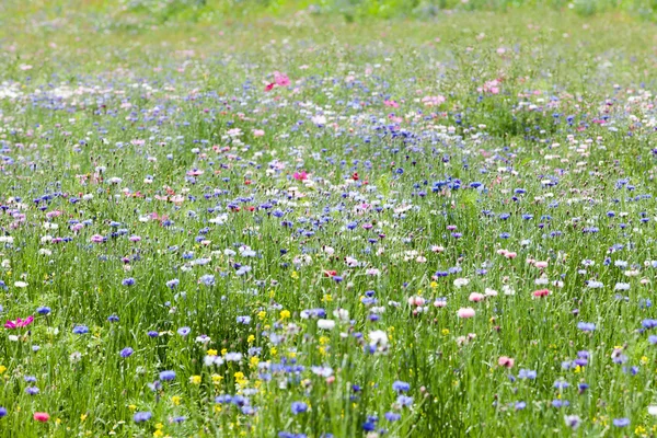 Blomma äng — Stockfoto