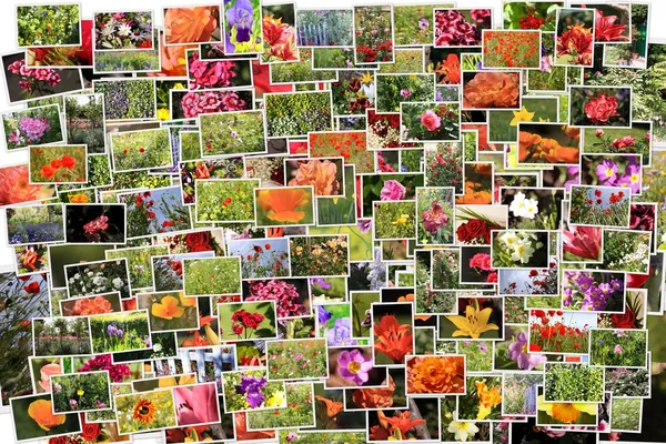 Många blommor Foto — Stockfoto