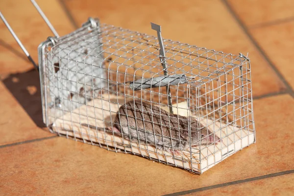 trapped mouse