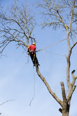 arborist kesme ağaç