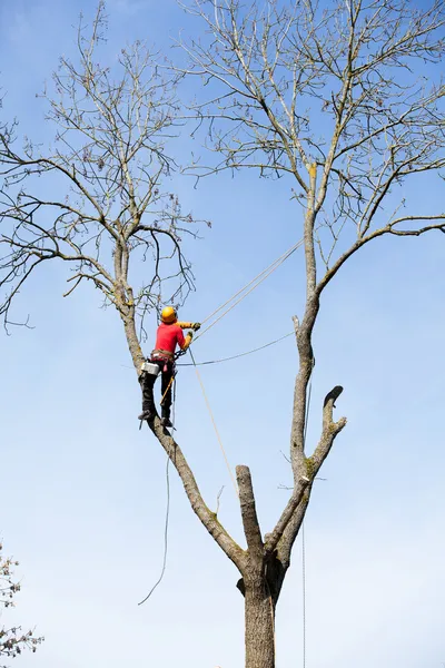 Arborist kesme ağaç — Stok fotoğraf