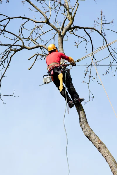 Boomkweker snijden boom — Stockfoto