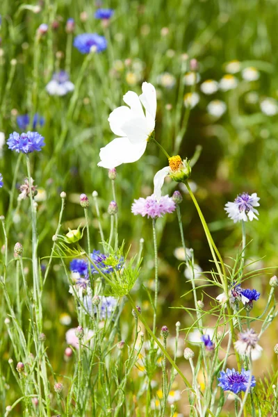 Vit blomma på äng — Stockfoto