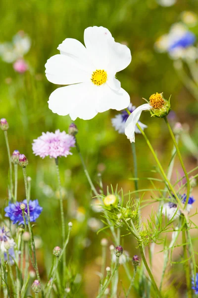Fleur blanche sur prairie — Photo