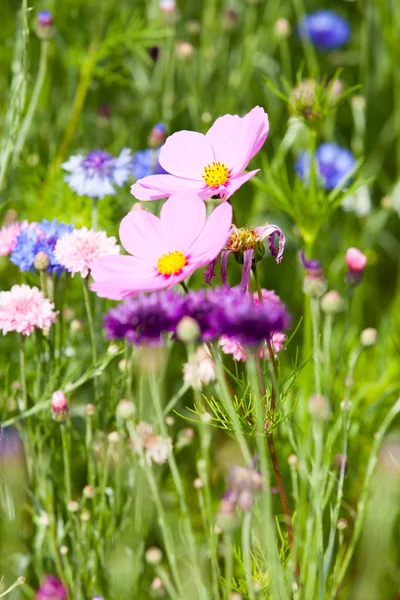 Fiore viola sul prato — Foto Stock