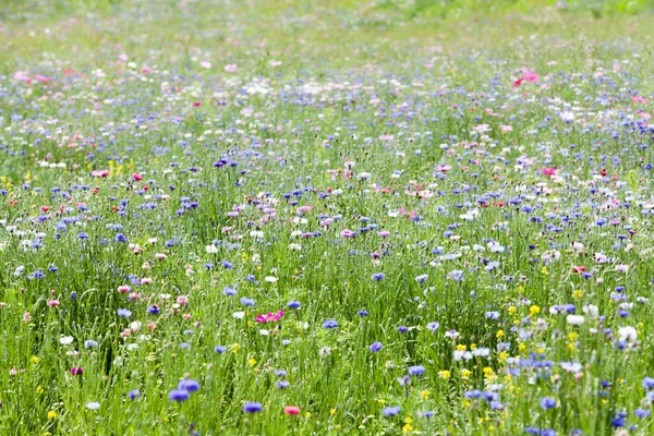 Pré de fleurs — Photo