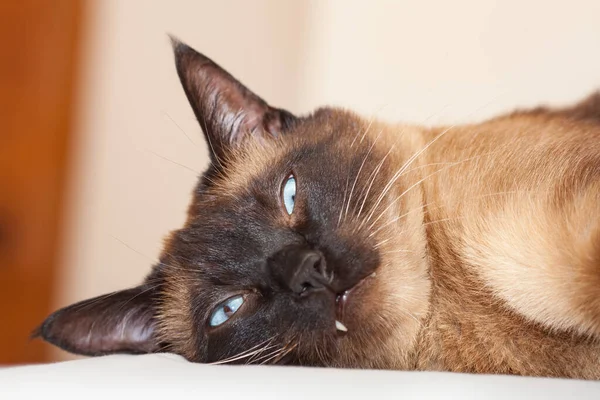 Retrato Gato Siamés Con Hermosos Ojos Azules Contento Con Cabeza Imagen De Stock