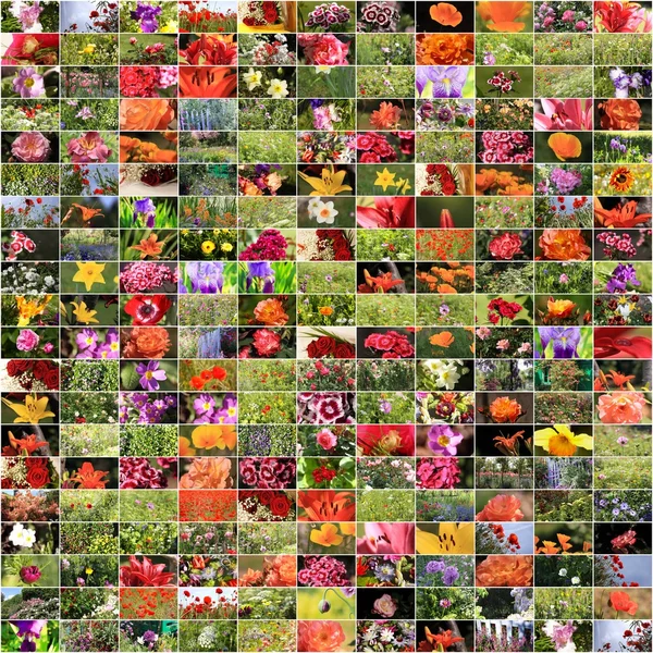 Många blommor Foto — Stockfoto