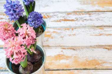 Mavi ve pembe sümbül ampulleri güzel metal bir tencerede.