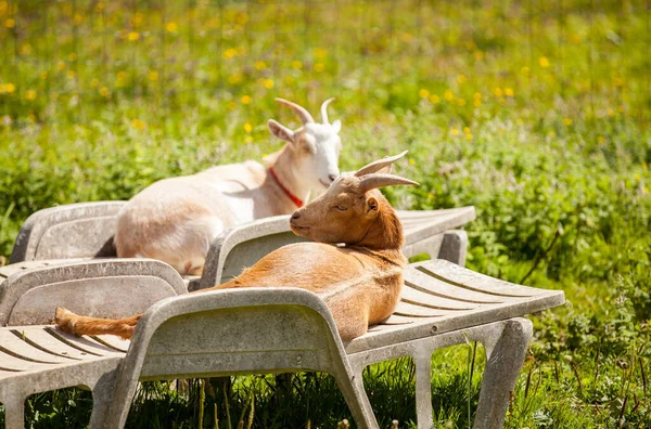 Vacation Time Couple Goats Lounging Lounge Chairs Summer — Stock Photo, Image