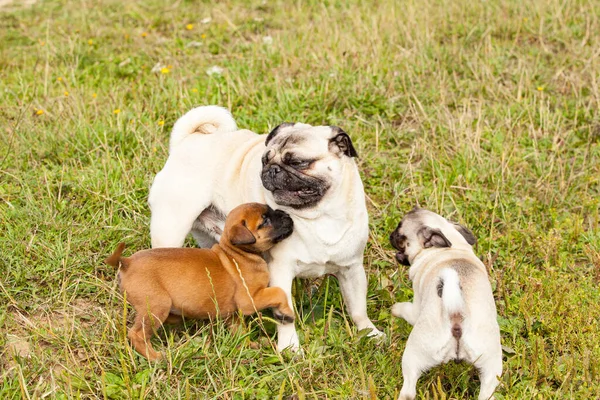 Süßer Bastard Malinois Welpe Und Bulldogge Spielen Mit Mops Welpe — Stockfoto