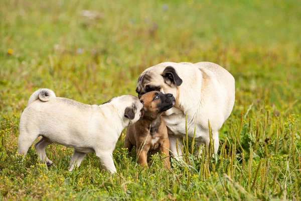 Süßer Bastard Malinois Welpe Und Bulldogge Spielen Mit Mops Welpe — Stockfoto