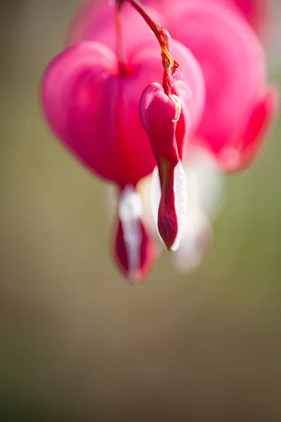 Weicher Fokus Der Herzförmigen Blutendes Herz Blume Rosa Und Weiß — Stockfoto