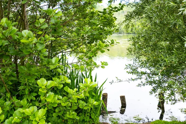 Uma Lagoa Verão Cercada Por Vegetação Exuberante Verde — Fotografia de Stock