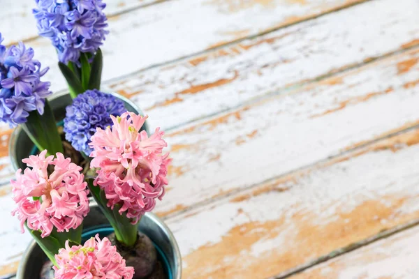 Bloeiende Blauwe Roze Hyacint Bollen Een Mooie Metalen Pot — Stockfoto