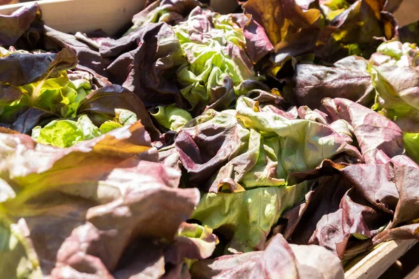 小規模農家市場での有機レタスサラダ — ストック写真