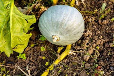 Hungarian blue squash or blue pumpkin in an organic vegetable garden in autumn