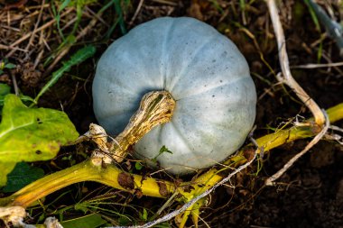 Hungarian blue squash or blue pumpkin in an organic vegetable garden in autumn