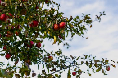 Beautiful ripe red apples in the fall on an apple tree