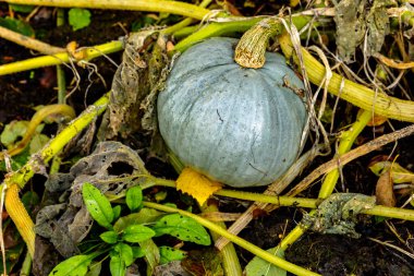 Hungarian blue squash or blue pumpkin in an organic vegetable garden in autumn